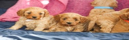 Cavapoo dogs for sale: Beautiful F1 Cavapoo puppies  - Advert 1