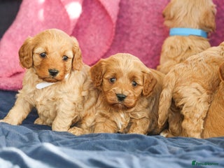 Cavapoo dogs Beautiful F1 Cavapoo puppies - Advert 8