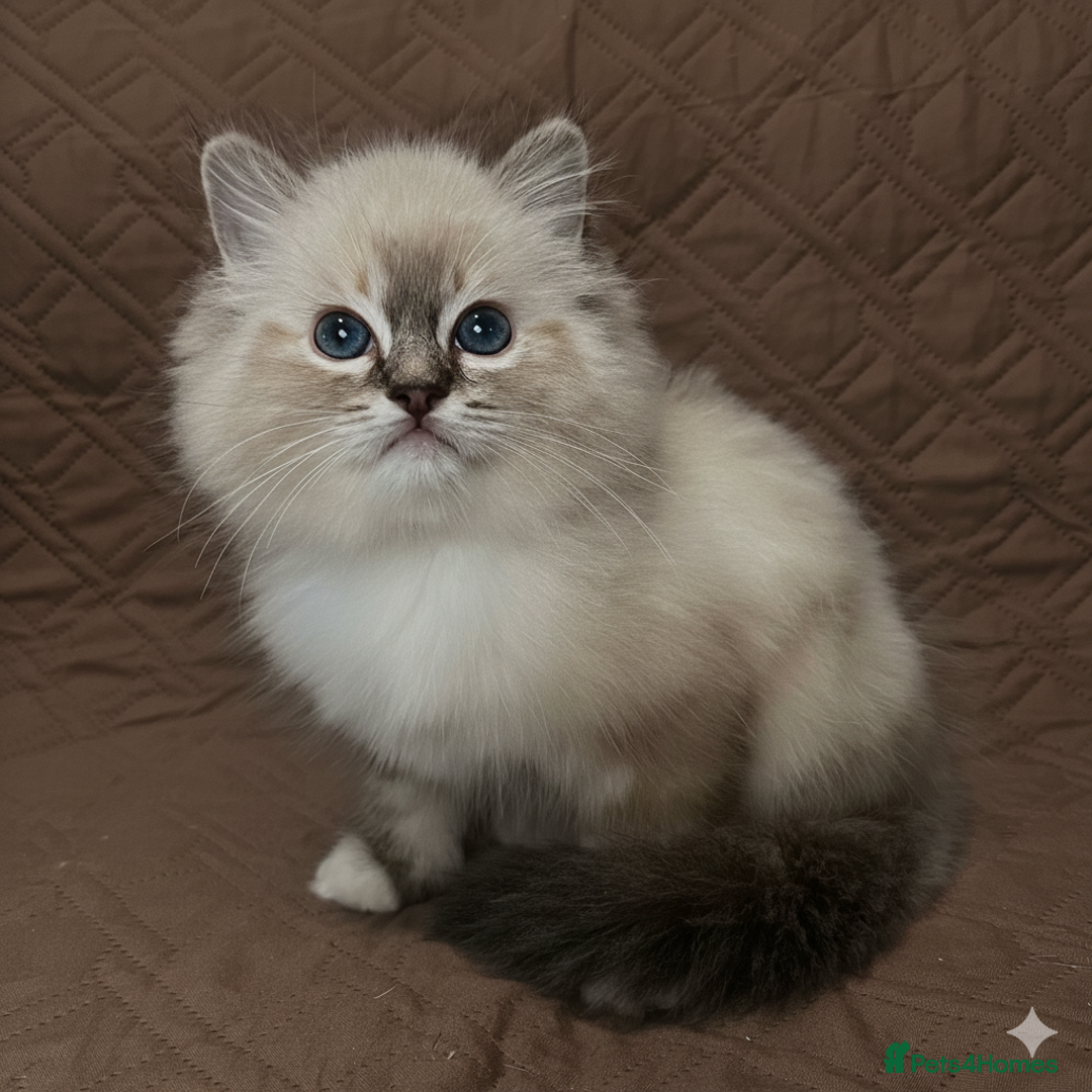 Ragdoll cats for sale: GCCF Registered Ragdoll Kittens Available  - Advert 4