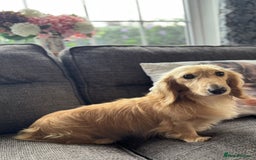 Dachshund dogs for sale: Dashound puppies - Image 15