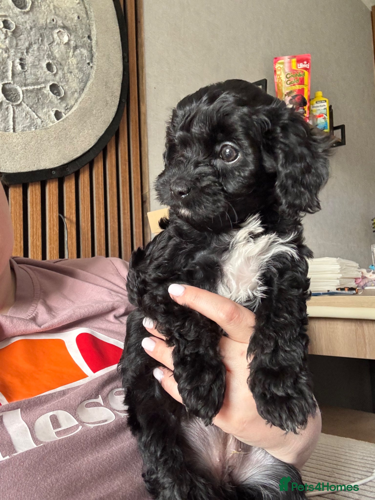 Cavapoo dogs Little teddy bears ready for new homes 🧸 🧸❤️❤️❤️ - Advert 14
