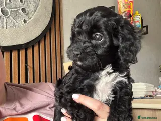 Cavapoo dogs Little teddy bears ready for new homes 🧸 🧸❤️❤️❤️ - Advert 14