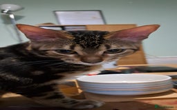 Bengal cats for sale: Pure Female Bengal Kitten £250 - Image 17