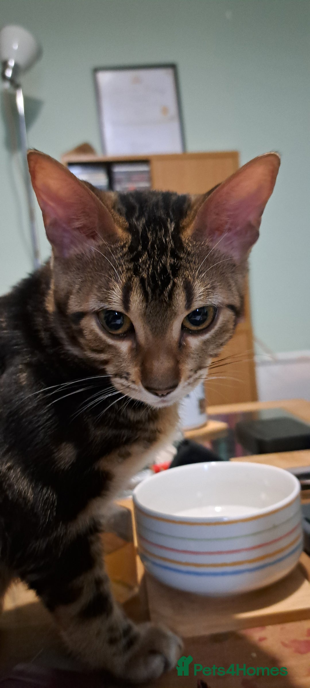 Bengal cats for sale: Pure Female Bengal Kitten £250 - Image 17