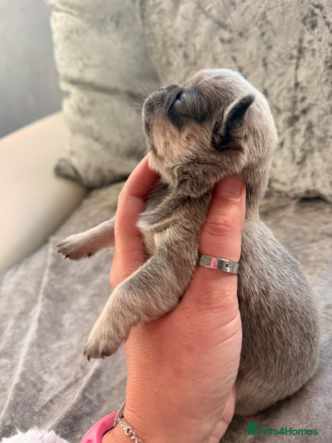 Chihuahua dogs for sale: 💖 Esquire litter of chihuahua puppies 💖 - Advert 15