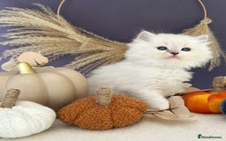 Ragdoll cats for sale: Stunning TICA Ragdolls  - Image 8