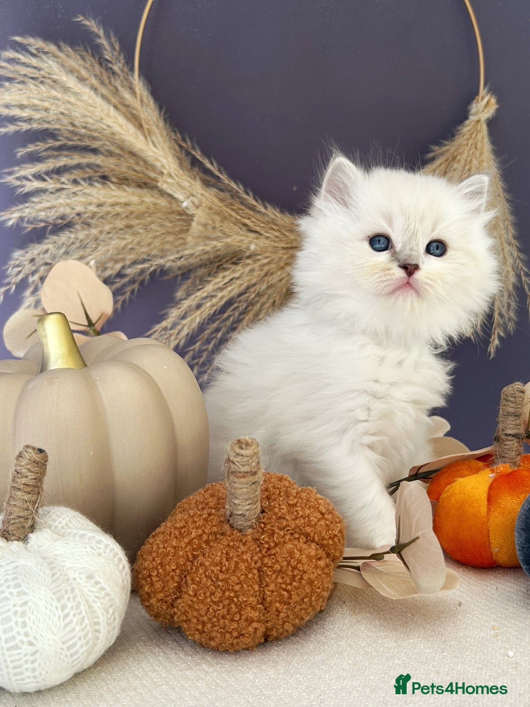 Ragdoll cats for sale: Stunning TICA Ragdolls  - Image 8