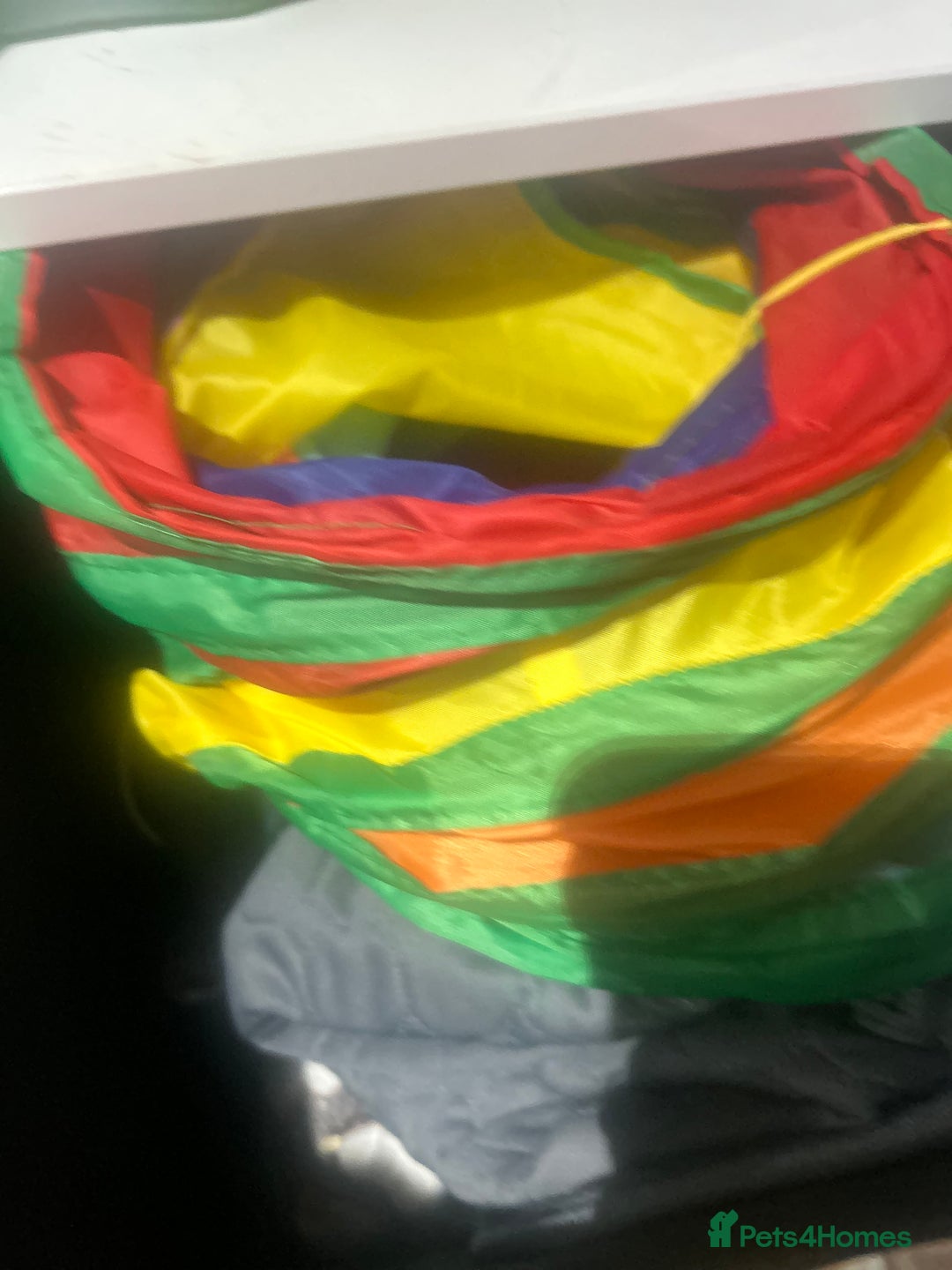 Guinea Pig rodents for sale: Two female guinea pigs needing a loving home  - Advert 11