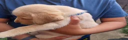Labrador Retriever dogs for sale: Beautiful Labrador puppies  - Advert 9