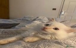 Ragdoll cats for sale: Ragdoll cross.  - Advert 6