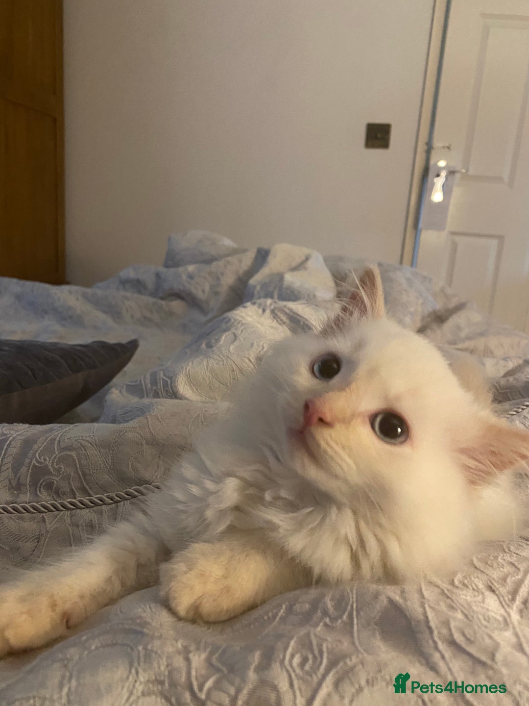 Ragdoll cats for sale: Ragdoll cross.  - Advert 6