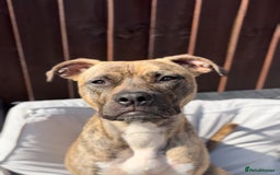 Mixed Breed dogs for sale: NOVA🐾 - Image 1
