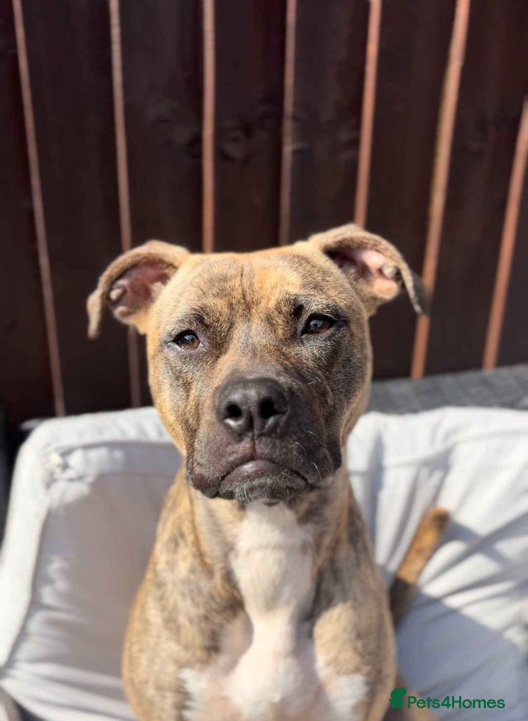 Mixed Breed dogs for sale: NOVA🐾 - Image 1