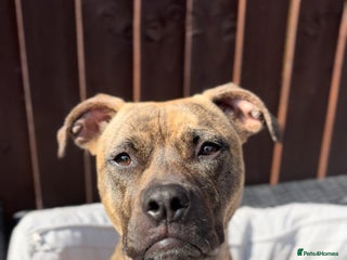 Mixed Breed dogs - Advert 8