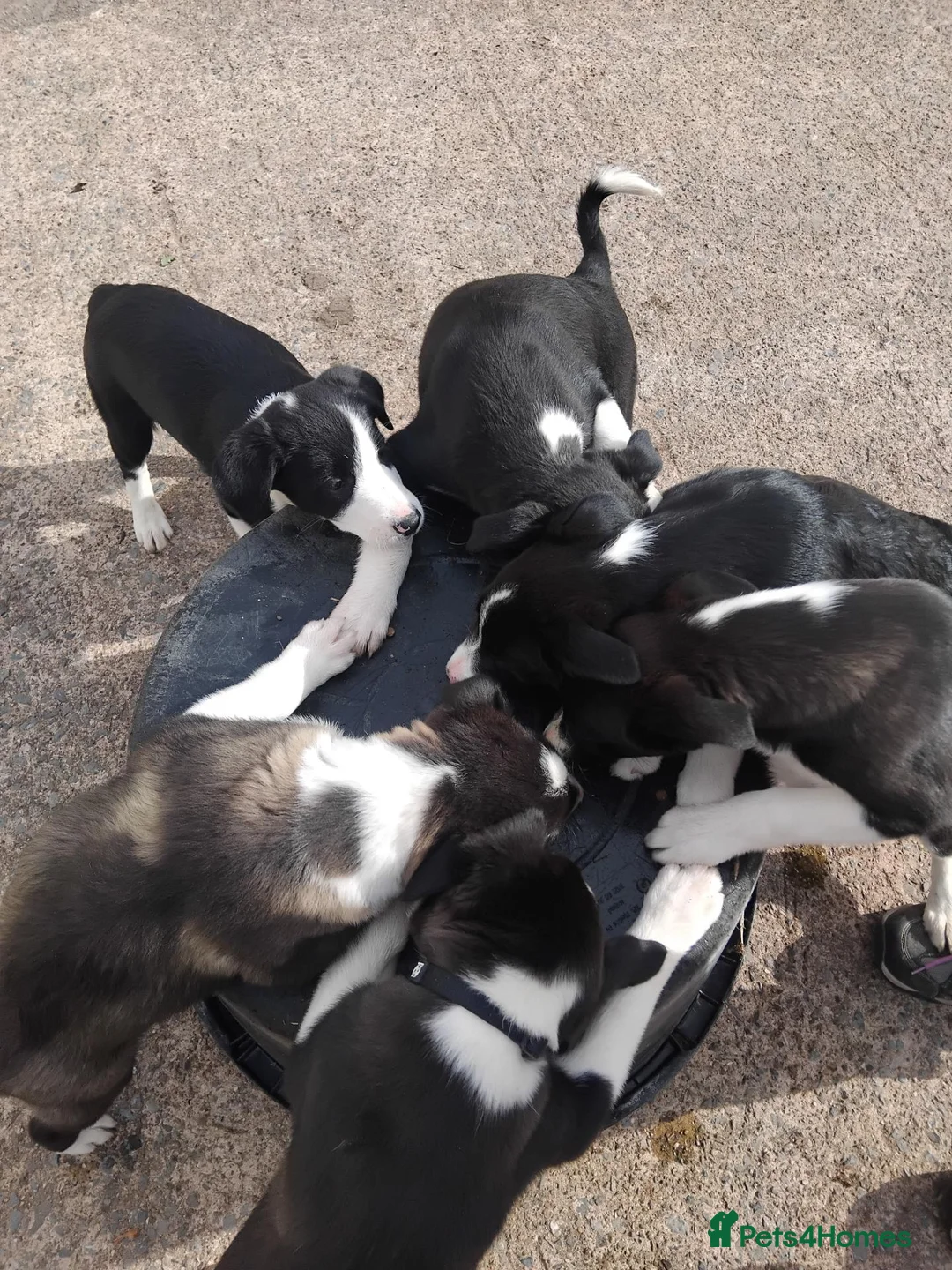 Border Collie dogs for sale: Border collie puppy bitches for sale in Bridgwater - Advert 12