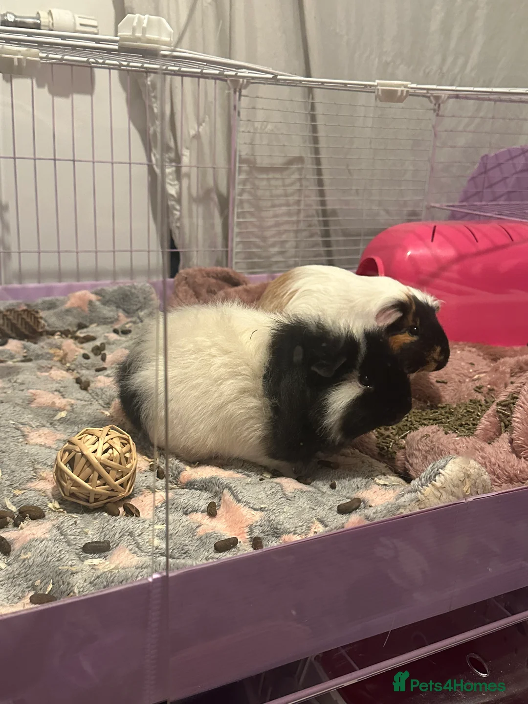 Guinea Pig rodents for sale: 2 female guinea pigs in Stockton-on-Tees - Advert 4