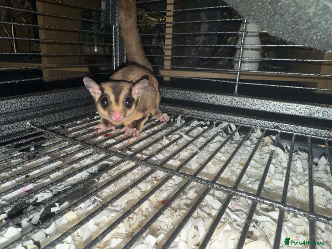 Sugar Glider rodents for sale: Sugar gliders  - Advert 2