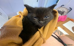 Mixed Breed cats for sale: Rescue kittens  - Image 7