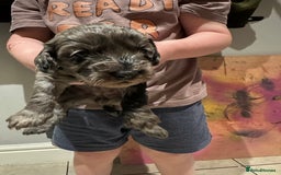 Cockapoo dogs for sale: Adorable Merle Cockapoo Puppies - Image 2