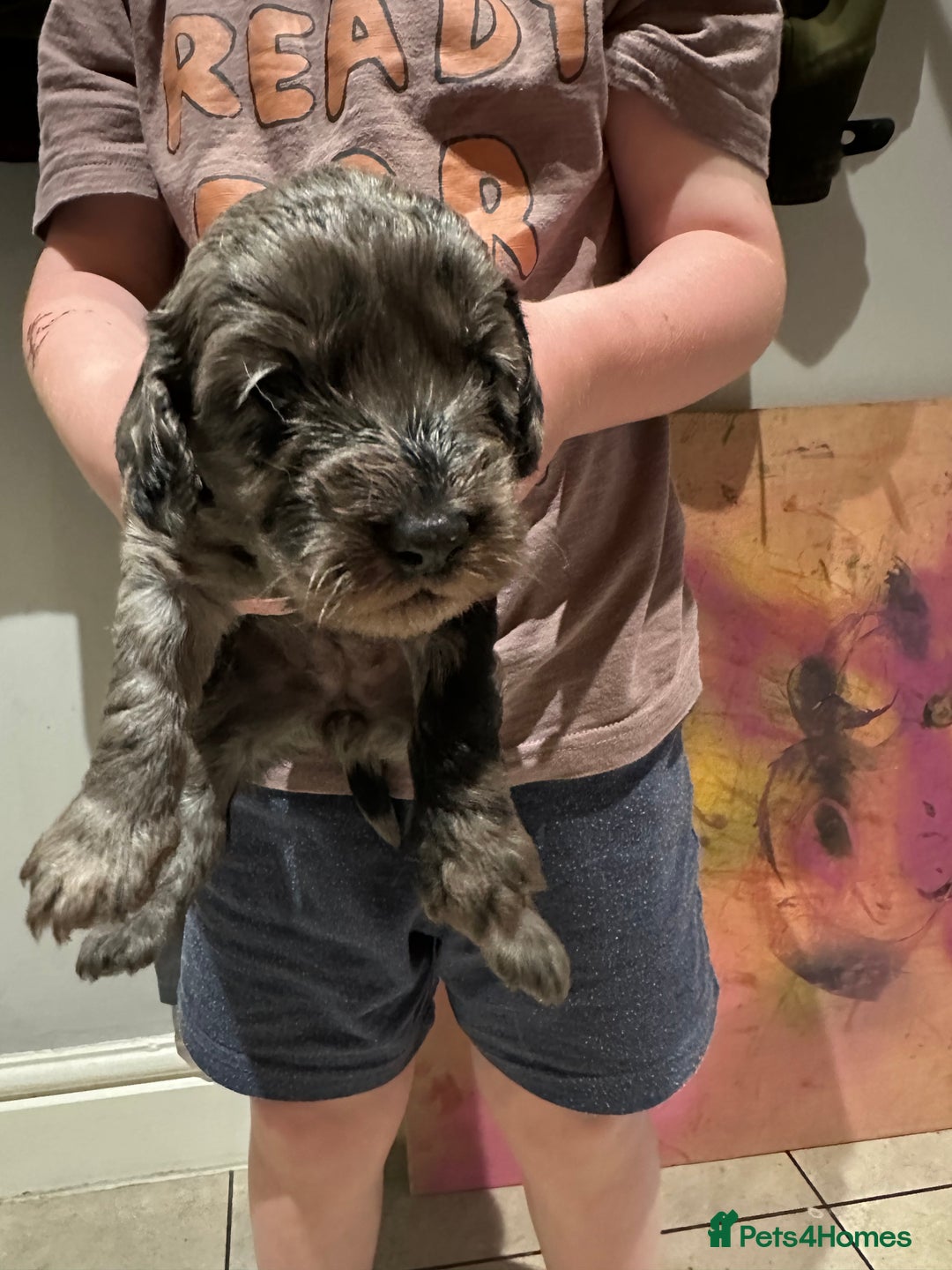Cockapoo dogs for sale: Adorable Merle Cockapoo Puppies - Image 2