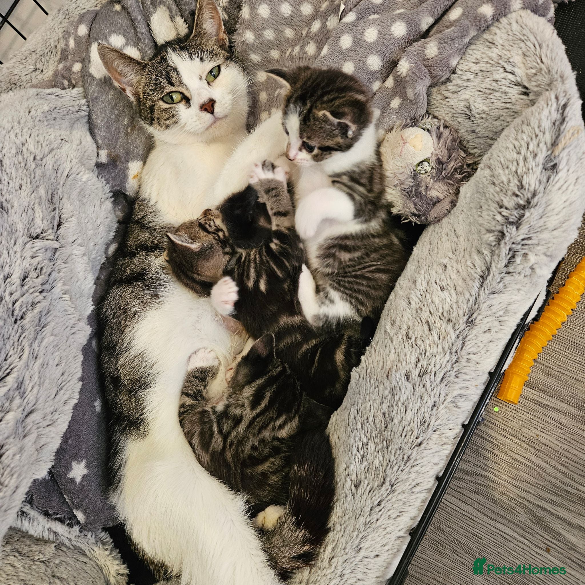Mixed Breed cats 4 Beautiful Mix Breed Little Kittens For Sale - Advert 2