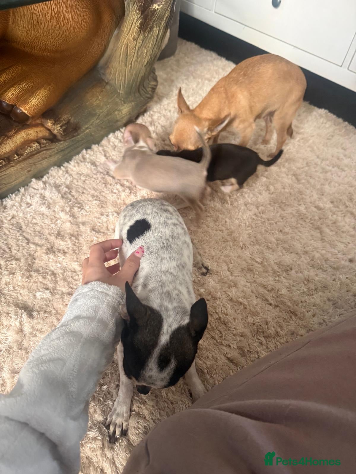 Chihuahua dogs 1 male and 2 females puppies chihuahuas to sell - Advert 16