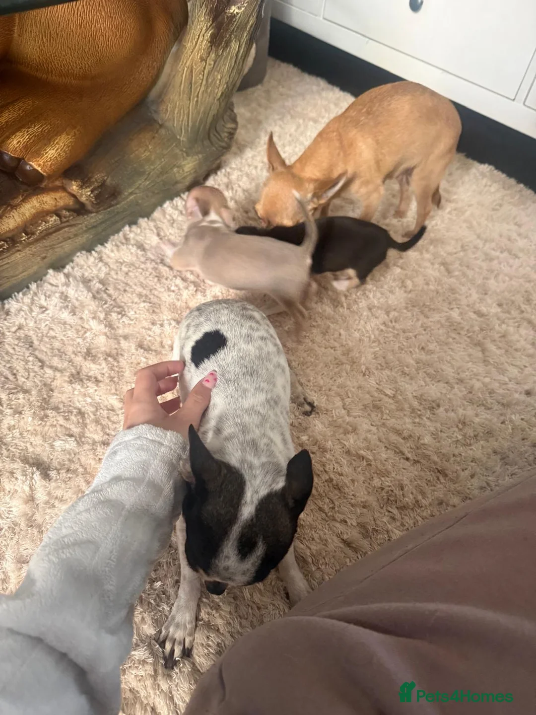 Chihuahua dogs for sale: 1 male and 2 females puppies chihuahuas to sell in Batley - Advert 1