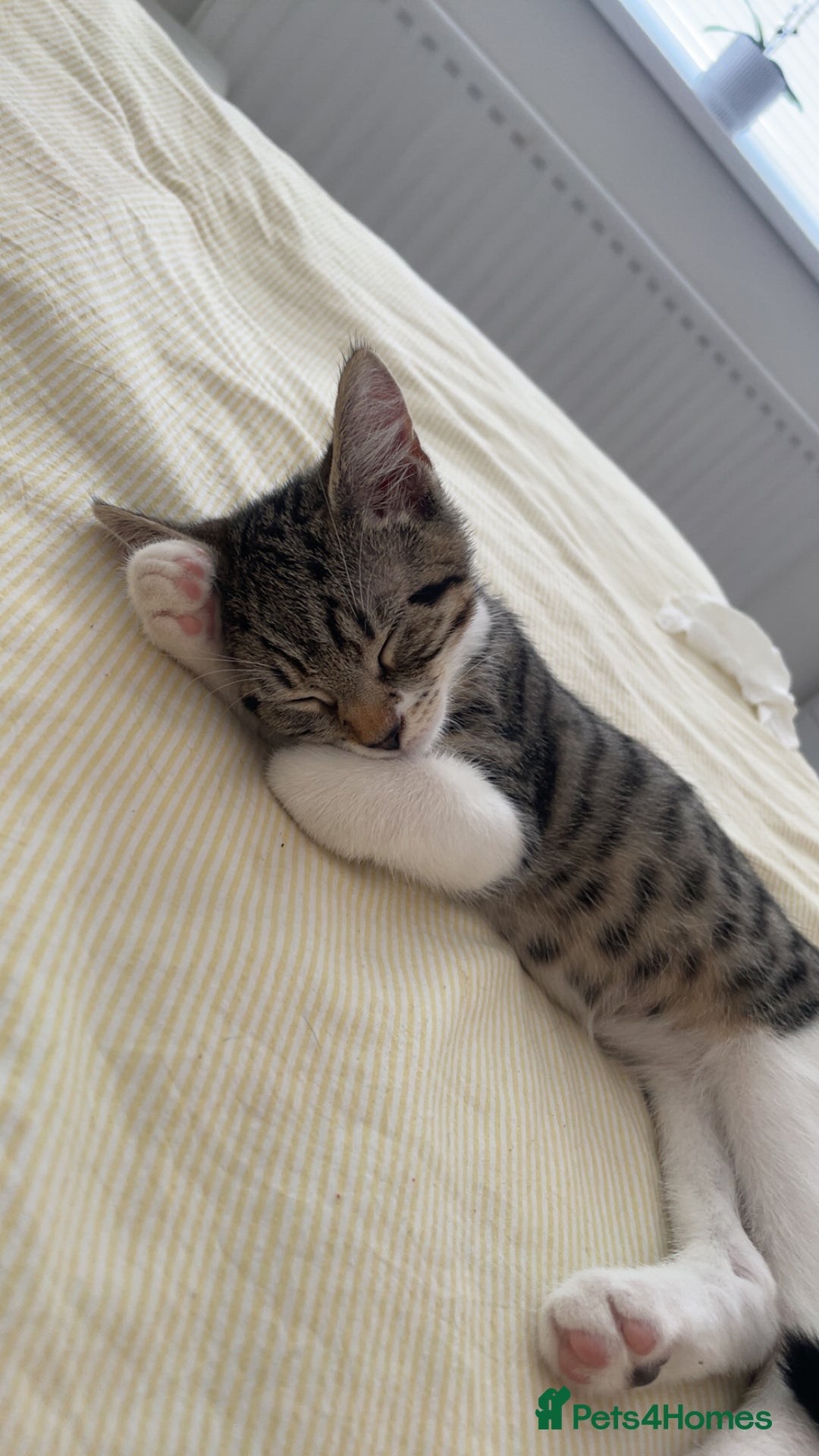 Domestic Shorthair cats for sale: 2 beautiful cats - Advert 1