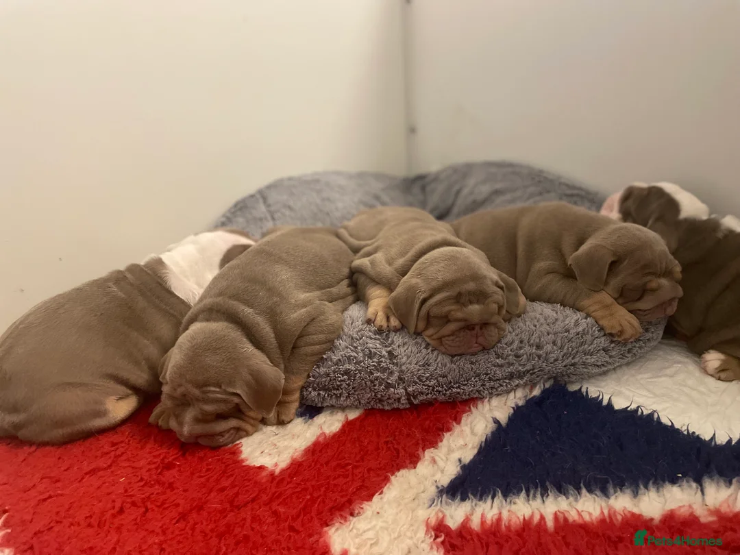 English Bulldog dogs for sale: Quality English bulldogs  - Advert 3