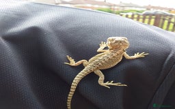 Bearded Dragon reptiles for sale: Baby bearded dragons - Image 3