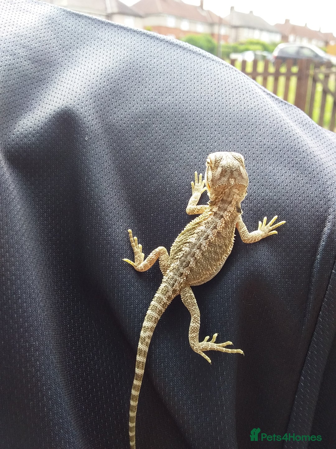 Bearded Dragon reptiles for sale: Baby bearded dragons - Image 3