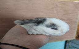Mini Lop rabbits for sale: 2 beautiful mini lops to reserve  - Image 4