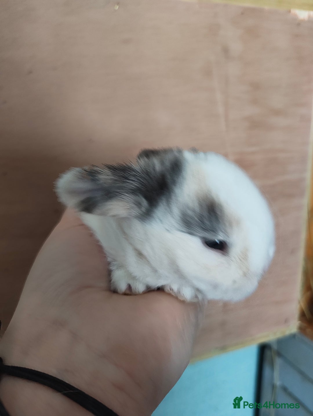 Mini Lop rabbits for sale: 2 beautiful mini lops to reserve  - Image 4