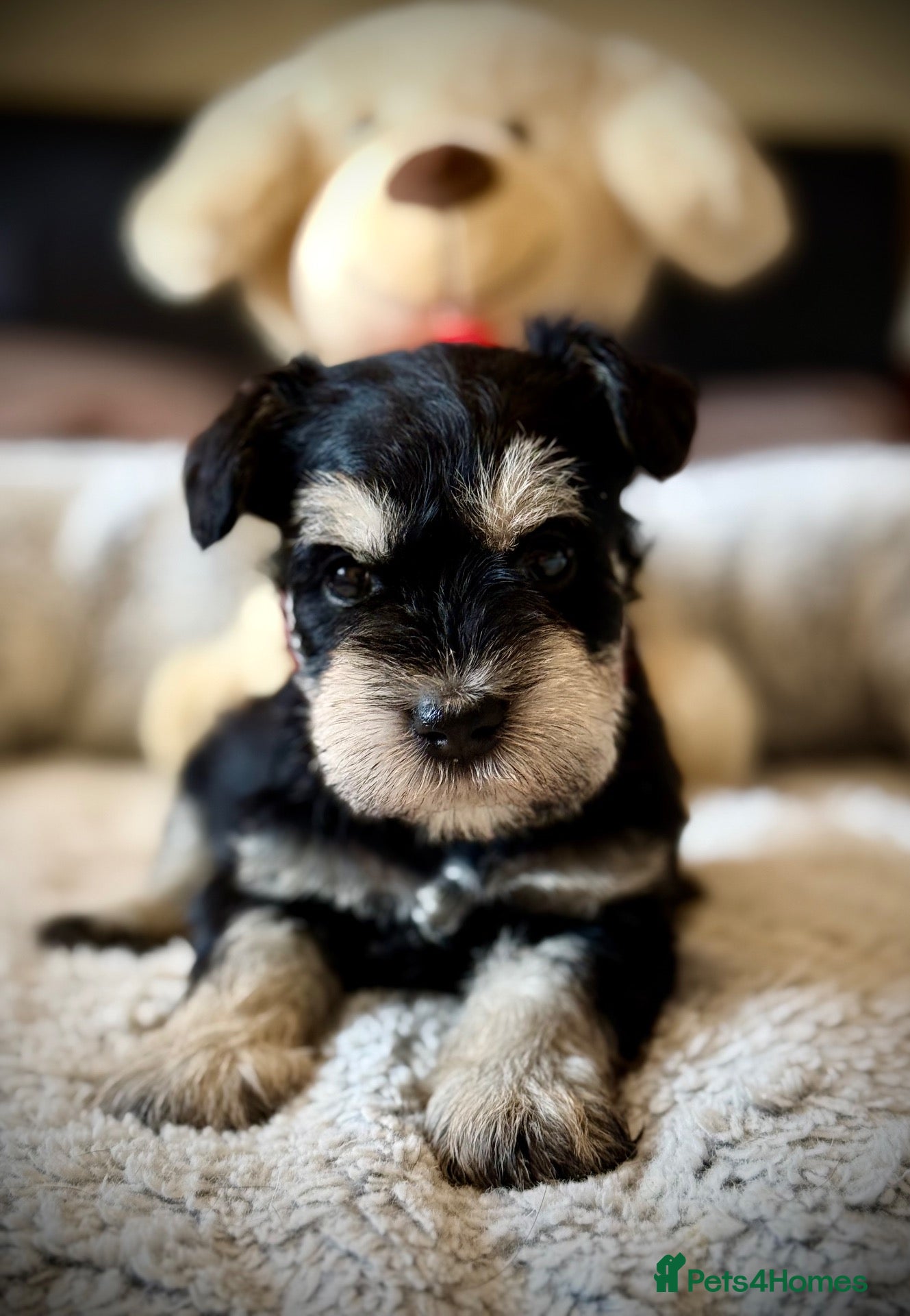 Miniature Schnauzer dogs Adorable Black & silver miniature schnauzers  - Advert 1