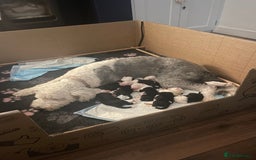 Old English Sheepdog dogs for sale: Old English puppies - Image 2