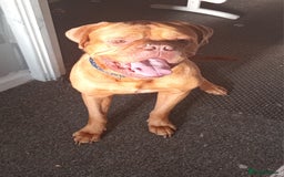 Dogue De Bordeaux dogs for sale: Male Dougue de bordeaux  - Image 4
