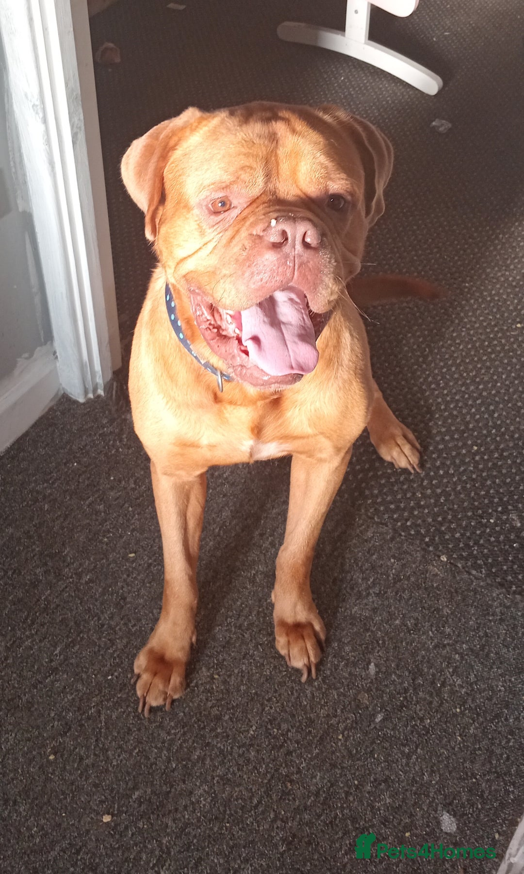 Dogue De Bordeaux dogs for sale: Male Dougue de bordeaux  - Image 4