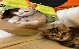 British Shorthair cats for sale: Gorgeous friendly kittens - Image 13