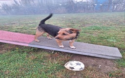 Patterjack dogs for stud: Jack Russell cross Patterdale for stud - Image 14