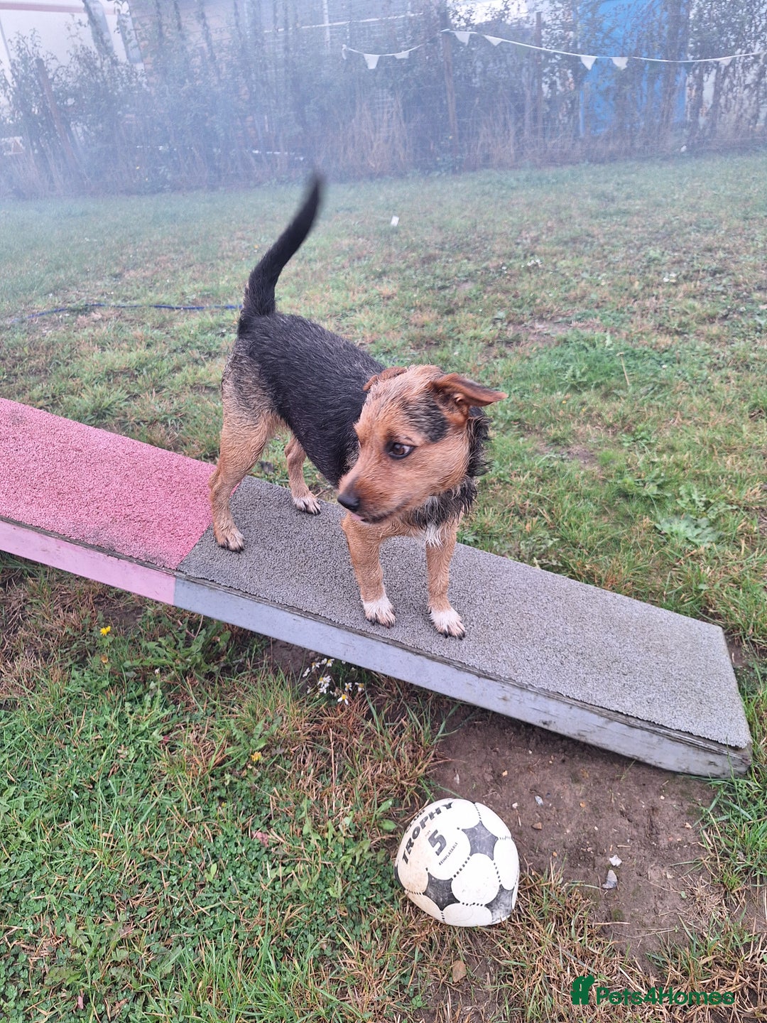 Patterjack dogs for stud: Jack Russell cross Patterdale for stud - Image 14