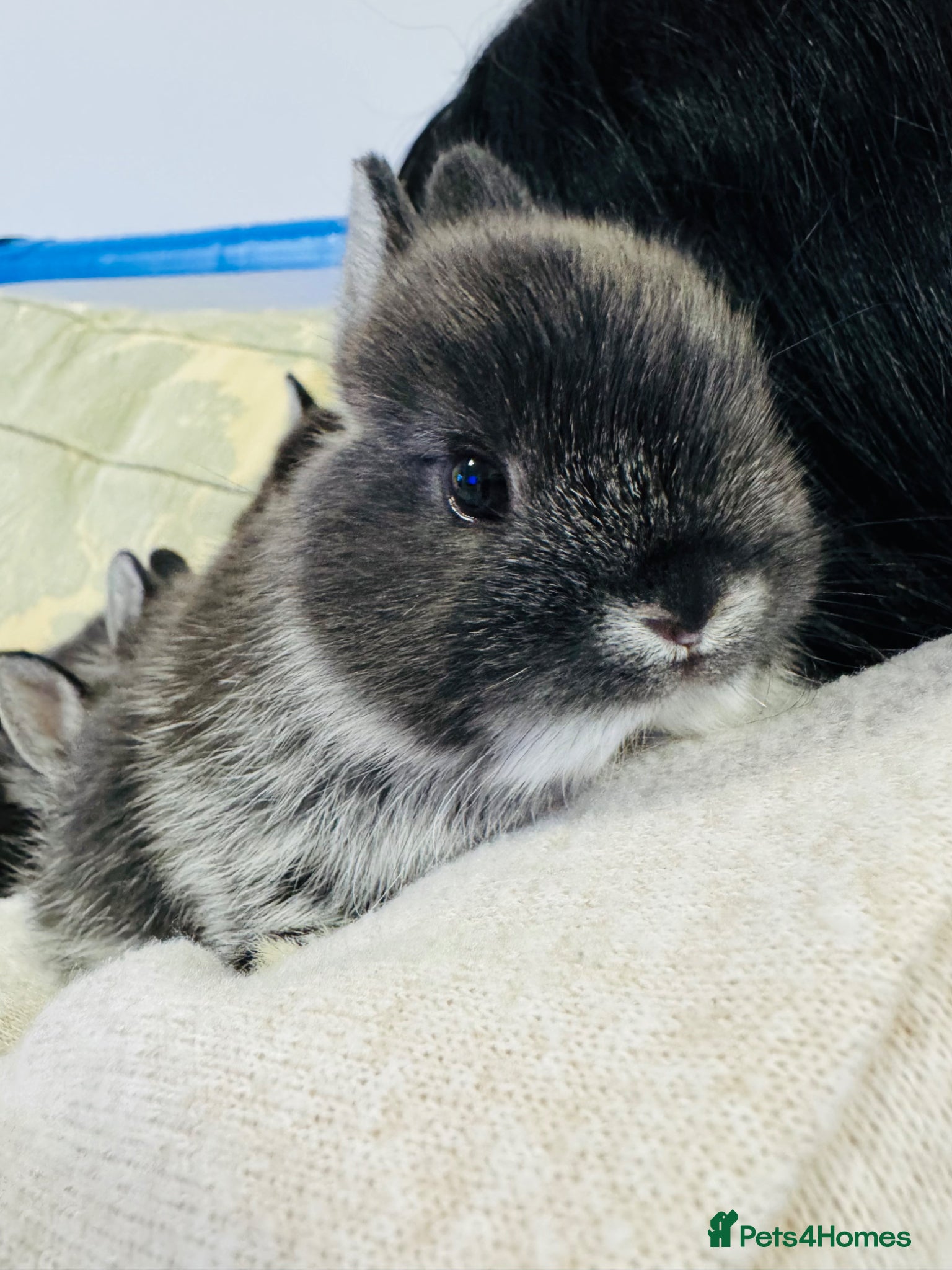 Netherland Dwarf rabbits Adorable Netherland Dwarf Rabbits- Various colours - Advert 3