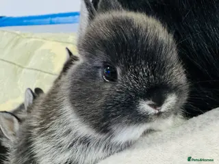 Netherland Dwarf rabbits Adorable Netherland Dwarf Rabbits- Various colours - Advert 3