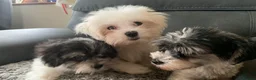 Maltese dogs for sale: Two beautiful little boys  - Advert 1