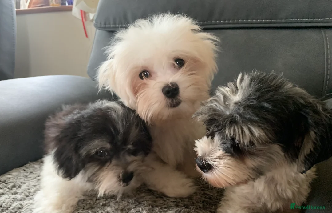 Maltese dogs for sale: Two beautiful little boys  - Advert 1