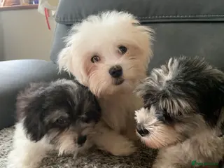 Maltese dogs Two beautiful little boys - Advert 14