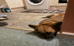 Mixed Breed dogs for sale: 10 month old Frankie  - Image 5
