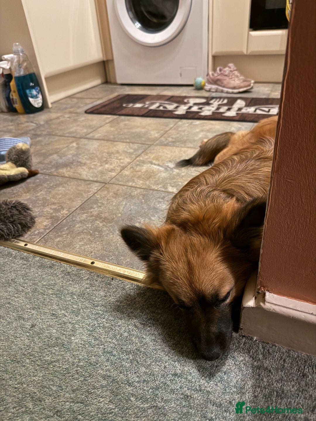 Mixed Breed dogs for sale: 10 month old Frankie  - Image 5