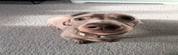 Miniature Dachshund dogs for sale: Silver miniature dachshund  in Burntwood - Advert 3
