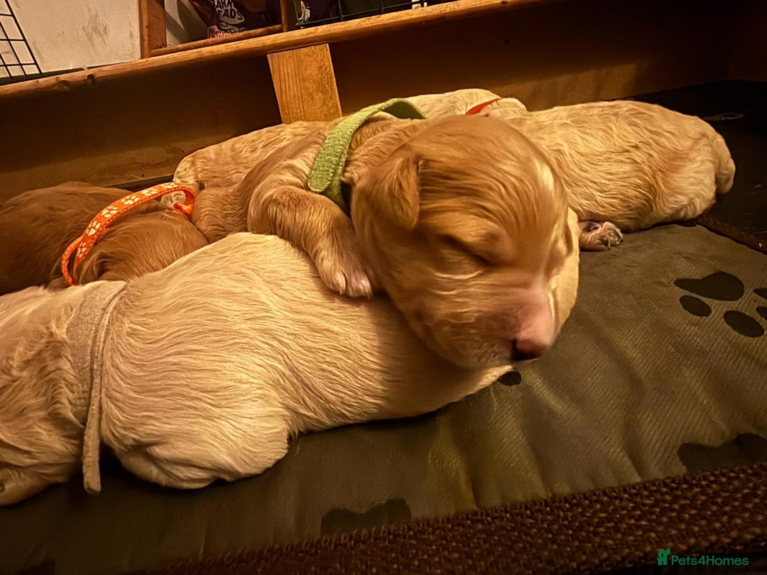 Goldendoodle dogs for sale: Beautiful F1B Goldendoodle Puppies – Ready Soon - Image 26