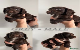 Sprocker dogs for sale: Sprocker puppies ready next week !  - Image 2